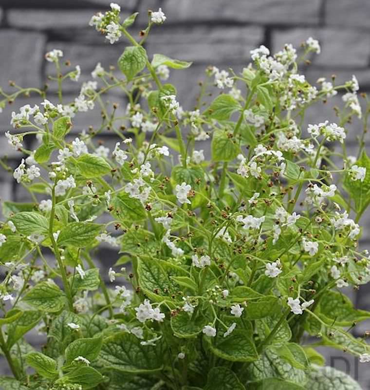  Kaukasus Vergißmeinnicht Betty Bowering - Brunnera Macrophylla