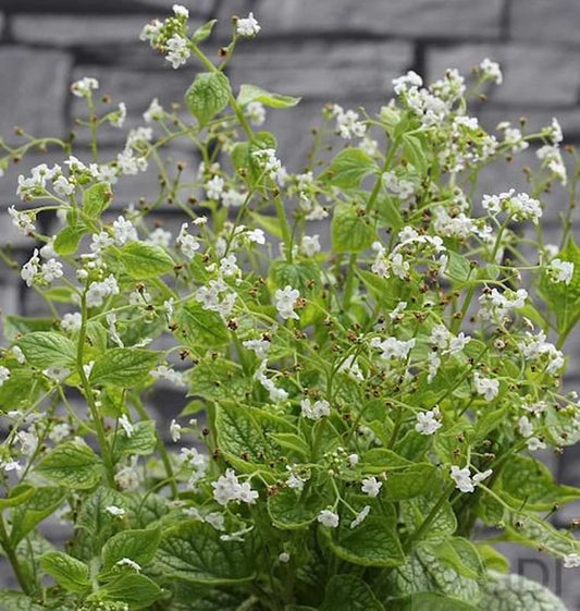  Kaukasus Vergißmeinnicht Betty Bowering - Brunnera Macrophylla