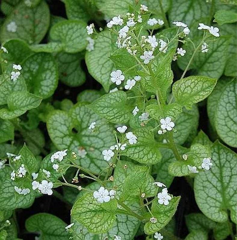  Kaukasus Vergißmeinnicht Mr Morse - Brunnera Macrophylla