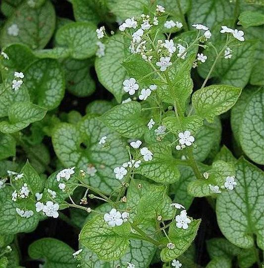  Kaukasus Vergißmeinnicht Mr Morse - Brunnera Macrophylla