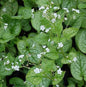  Kaukasus Vergißmeinnicht Mr Morse - Brunnera Macrophylla