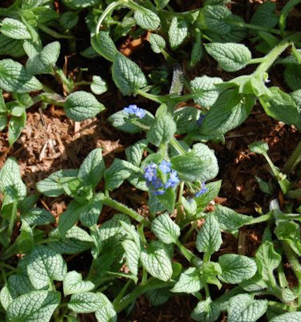  Kaukasus Vergißmeinnicht Silver Heart - Brunnera Macrophylla