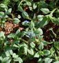  Kaukasus Vergißmeinnicht Silver Heart - Brunnera Macrophylla