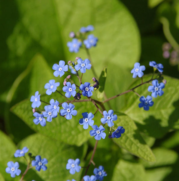  Kaukasus Vergißmeinnicht - Brunnera Macrophylla