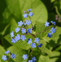 Kaukasus Vergißmeinnicht - Brunnera Macrophylla
