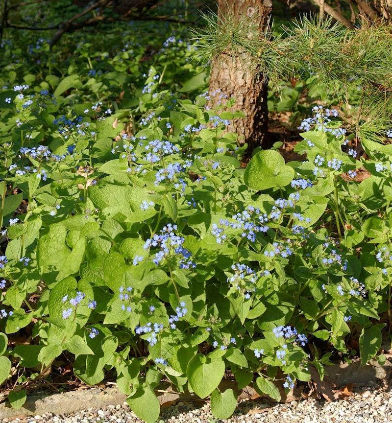  Sibirisches Vergißmeinnicht - Brunnera Sibirica