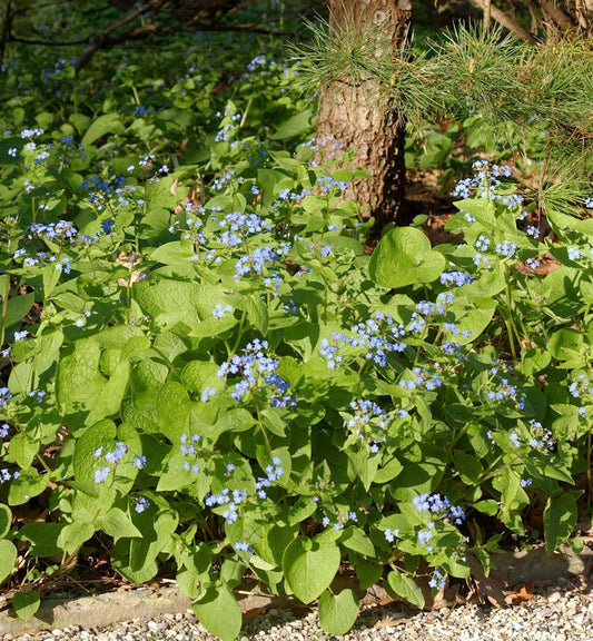  Sibirisches Vergißmeinnicht - Brunnera Sibirica