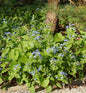  Sibirisches Vergißmeinnicht - Brunnera Sibirica