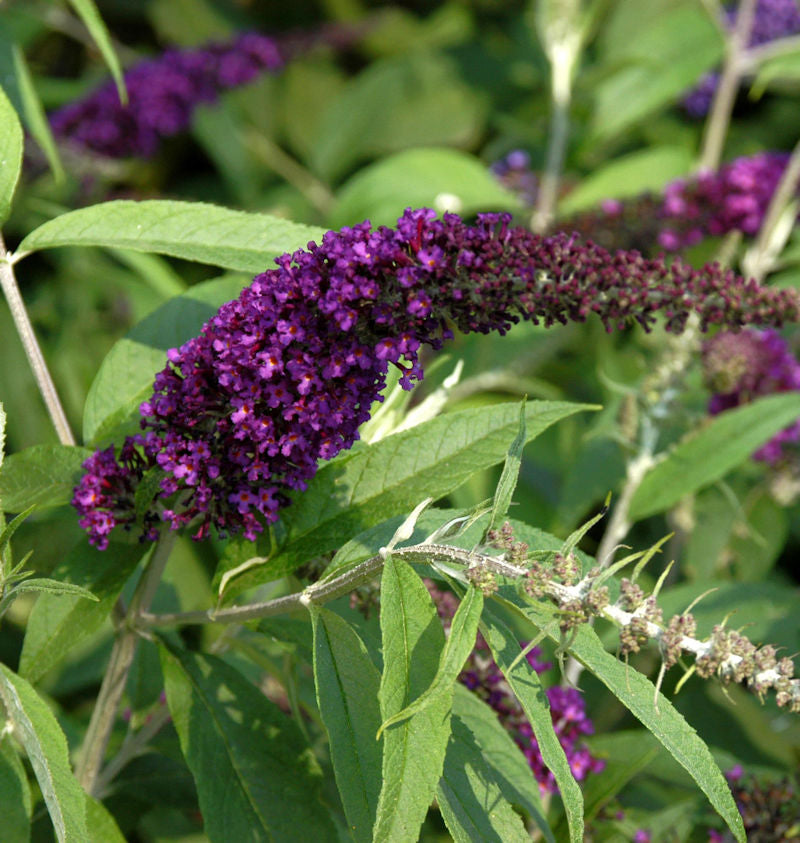  Sommerflieder Black Knight 80-100cm - Buddleja