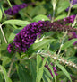  Sommerflieder Black Knight 80-100cm - Buddleja