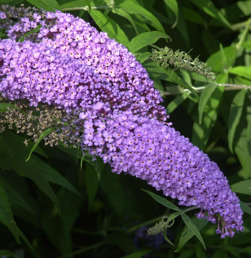  Zwerg Hänge Sommerflieder Lila Sweetheart 60-80cm - Buddleja