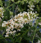  Zwerg Hänge Sommerflieder Little White 60-80cm - Buddleja