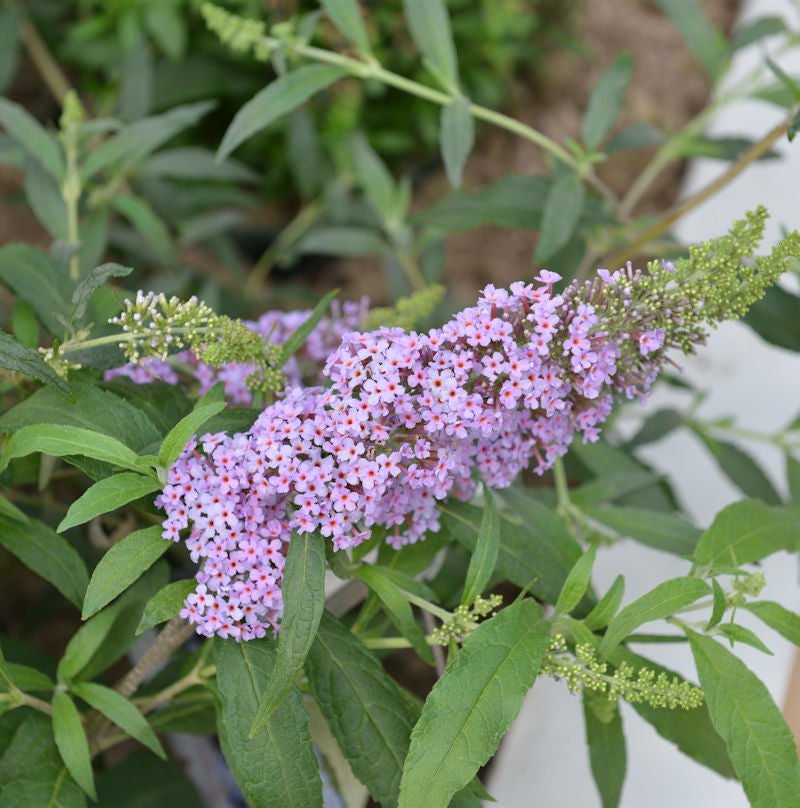  Schmetterlingsstrauch Sky Blue 30-40cm - Buddleja