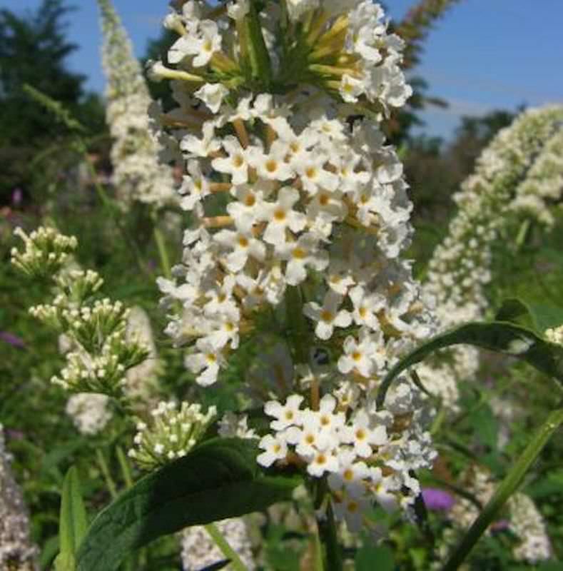  Sommerflieder Peace 40-60cm - Buddleja