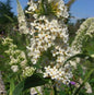  Sommerflieder Peace 80-100cm - Buddleja