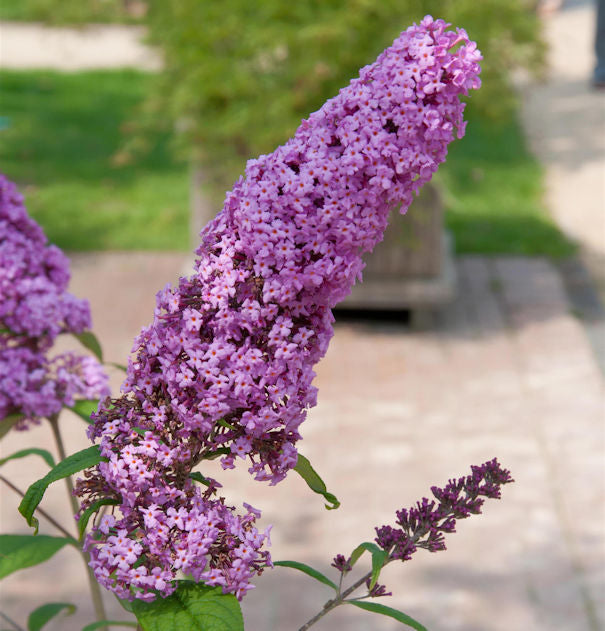  Sommerflieder Pink Delight 100-125cm - Buddleja