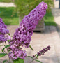  Sommerflieder Pink Delight 100-125cm - Buddleja
