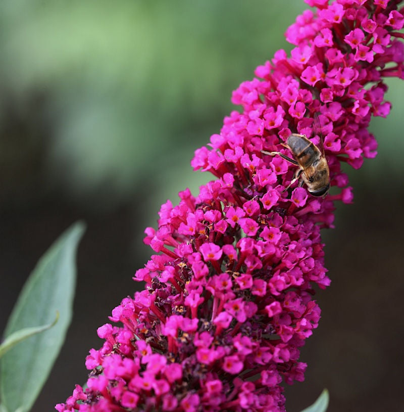  Sommerflieder Royal Red 100-125cm - Buddleja