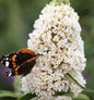  Sommerflieder White Profusion 80-100cm - Buddleja