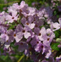  Sommerflieder 80-100cm - Buddleja Alternifolia