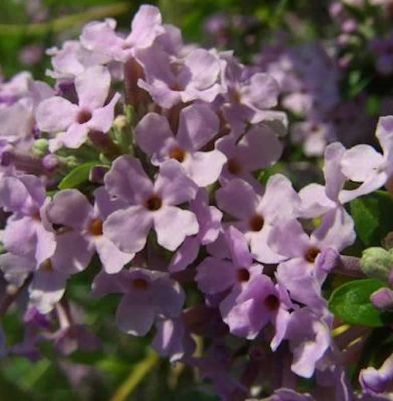  Sommerflieder 100-125cm - Buddleja Alternifolia