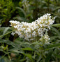  Sommerflieder Miss Pearl® 30-40cm - Buddleja