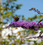  Sommerflieder Fascination 60-80cm - Buddleja