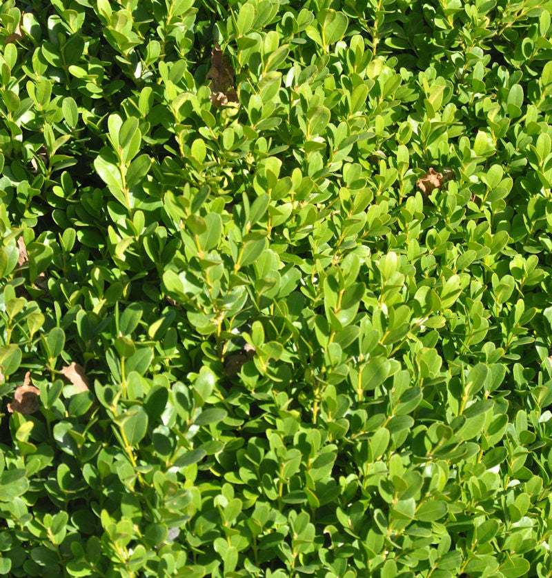  10x Buchsbaum Suffruticosa 10-15cm - Buxus Sempervirens