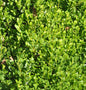  10x Buchsbaum Suffruticosa 10-15cm - Buxus Sempervirens