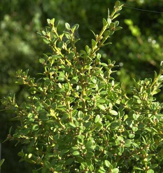  Kleinblättriger Buchsbaum Winter Beauty 20-25cm - Buxus Sempervirens