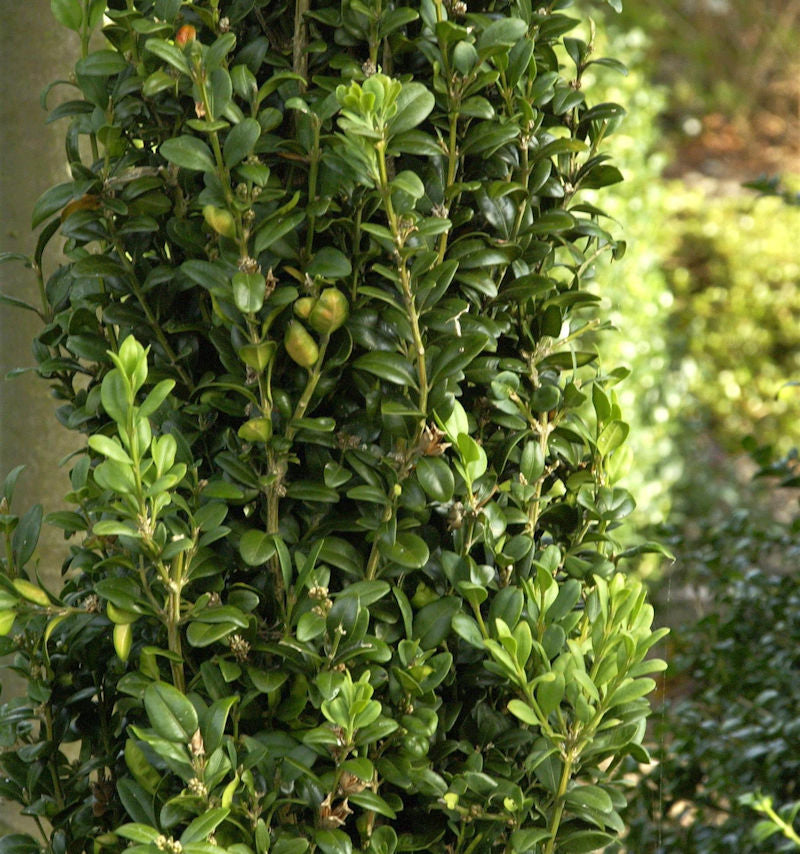  Heimischer Buchsbaum Graham Blandy 30-40cm - Buxus Sempervirens