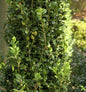  Heimischer Buchsbaum Graham Blandy 30-40cm - Buxus Sempervirens