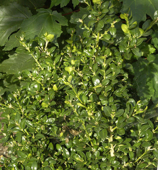  Heimischer Buchsbaum Ingrid 25-30cm - Buxus Sempervirens