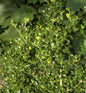  Heimischer Buchsbaum Ingrid 25-30cm - Buxus Sempervirens