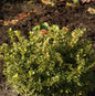  HeimischerBuchsbaum Polar 30-40cm - Buxus Sempervirens