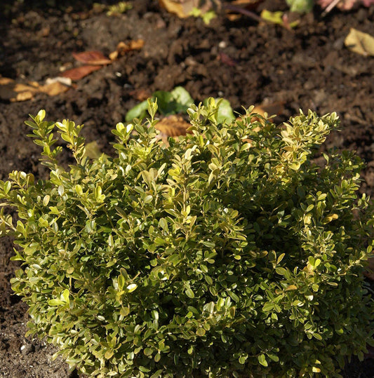  Heimischer Buchsbaum Polar 25-30cm - Buxus Sempervirens