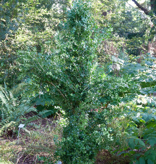  Heimischer Buchsbaum Rakete 25-30cm - Buxus Sempervirens