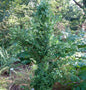  Heimischer Buchsbaum Rakete 25-30cm - Buxus Sempervirens