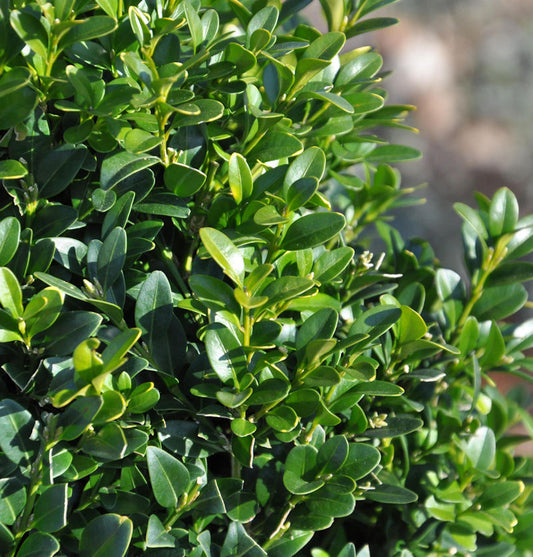  10x Hoher Buchsbaum 10-15cm - Buxus Sempervierens Arborescens