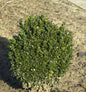  Zwerg Buchsbaum Blauer Heinz 20-25cm - Buxus Sempervirens Blauer Heinz