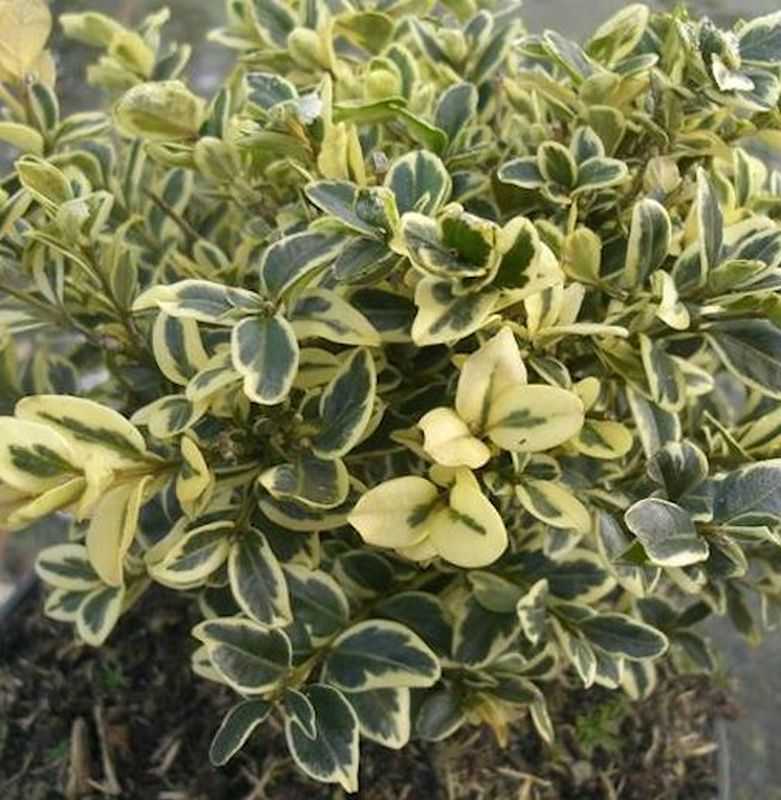  Buntblättriger Buchsbaum 30-40cm - Buxus Sempervirens
