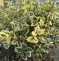  Buntblättriger Buchsbaum 25-30cm - Buxus Sempervirens
