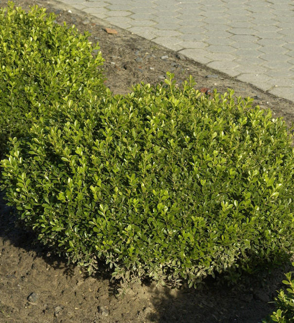  Buchsbaum Herrenhausen 30-40cm - Buxus Sempervirens