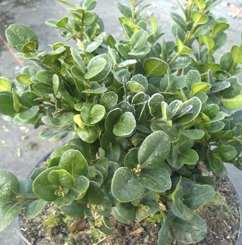  Buchsbaum Rotundifolia 15-20cm - Buxus Sempervirens