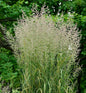  Reitgras Karl Förster - Großer Topf - Calamagrostis Acutiflora