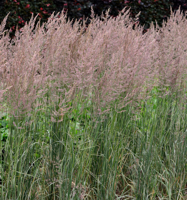  Reitgras Overdam - Großer Topf - Calamagrostis Acutiflora