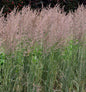  Reitgras Overdam - Großer Topf - Calamagrostis Acutiflora