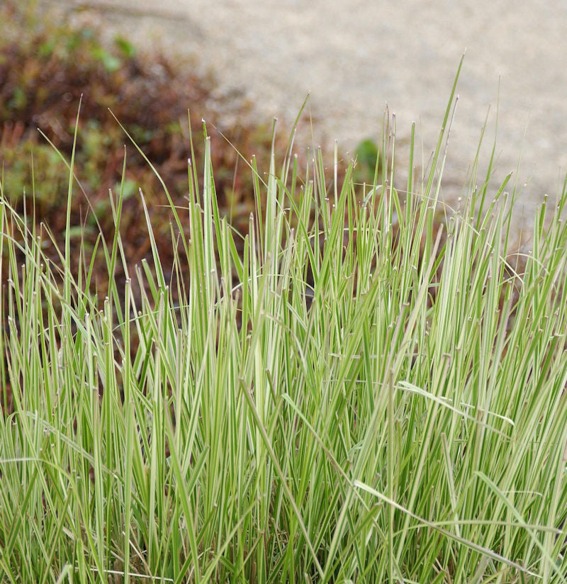  Reitgras England - Calamagrostis Acutiflora