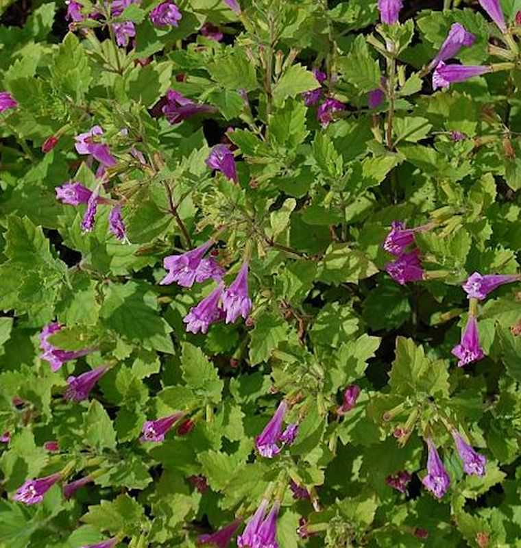  Bergminze Steinquendel - Calamintha Grandiflora