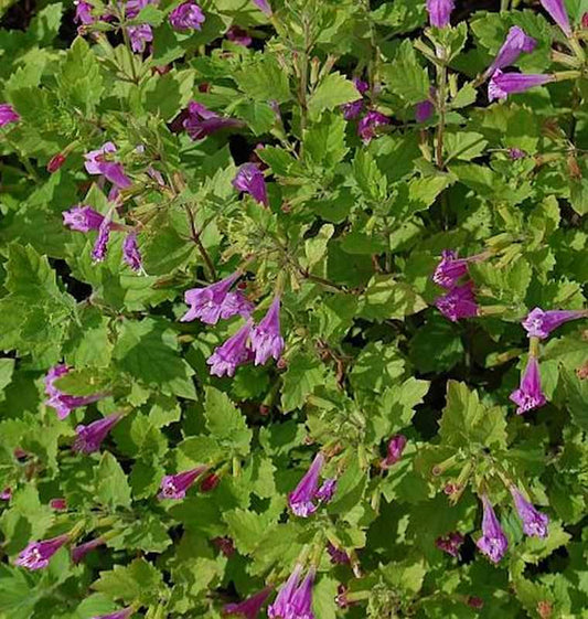  Bergminze Steinquendel - Calamintha Grandiflora